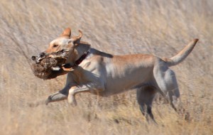 Colorado Labrador Retriever Inara in action