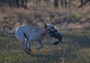 This Labrador retriever LOVES hunting