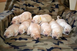 Eight yellow lab puppies sleeping in a row...