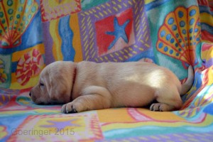 Red Female — 23 March 2015 3 Weeks Old