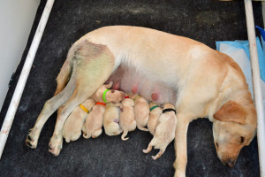 Exhausted Inara with her litter of Colorado Labrador Retriever puppies!